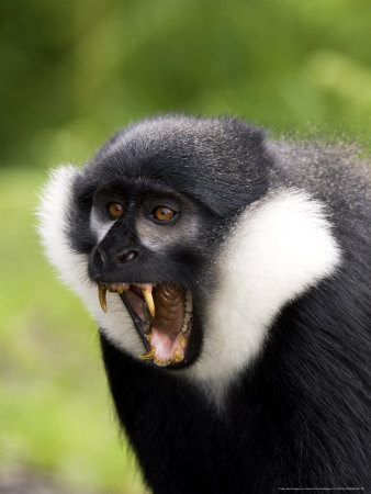 Lhoests Guenon Or Lhoests Monkey, Yawning, Rwanda by Ariadne Van Zandbergen Pricing Limited Edition Print image