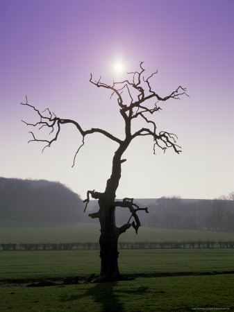 Dead Tree In Field, Uk by Gareth Rockliffe Pricing Limited Edition Print image