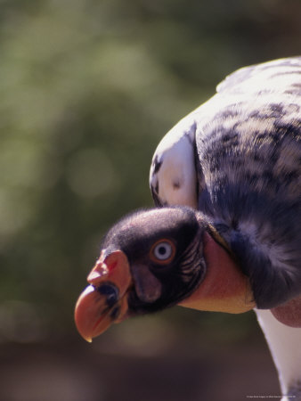 King Vulture, Sarcorhamphus Papa by Mark Newman Pricing Limited Edition Print image