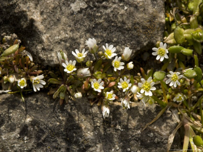 Common Whitlow-Grass, Erophila Verna by Bob Gibbons Pricing Limited Edition Print image