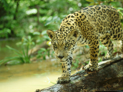 Jaguar On Log, Brazil by Nick Gordon Pricing Limited Edition Print image