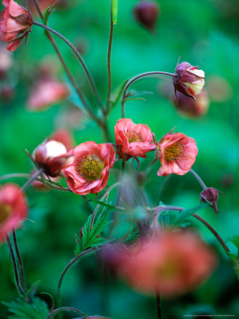 Geum (Leonards Variety), Close Of Flower Heads by Pernilla Bergdahl Pricing Limited Edition Print image