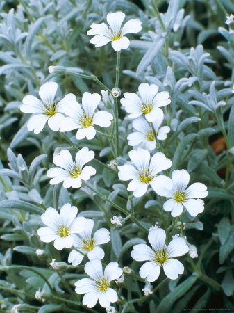 Cerastium Tomentosum, Snow In Summer by Rex Butcher Pricing Limited Edition Print image