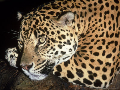 Jaguar, Panthera Onca, Endangered Species, Costa Rica by Brian Kenney Pricing Limited Edition Print image