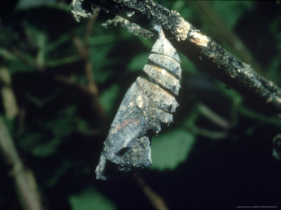 Red Admiral, Pupa, Uk by Geoff Kidd Pricing Limited Edition Print image