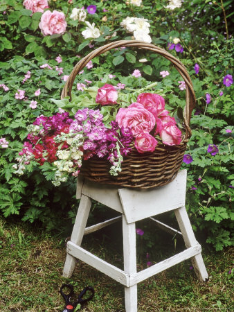 Basket Of Rosa & Mathiola (Stock) On White Stool In Garden Secateurs On Ground by Lynne Brotchie Pricing Limited Edition Print image