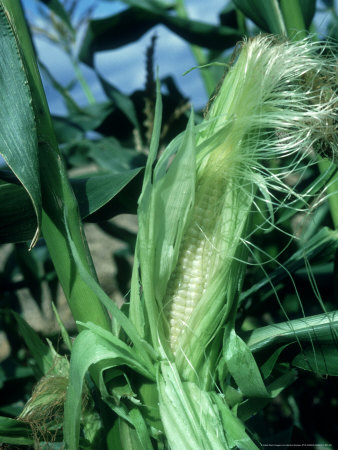 Sweet Corn Cob, Female, Uk by Gordon Maclean Pricing Limited Edition Print image