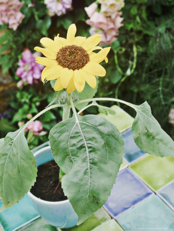 Helianthus (Dwarf Sunflower) In Blue Pot, On Green & Blue Provencal Tiles by Linda Burgess Pricing Limited Edition Print image