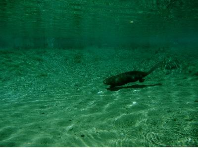 North American Beaver, Swimming Underwater, Usa by Jen And Des Bartlett Pricing Limited Edition Print image