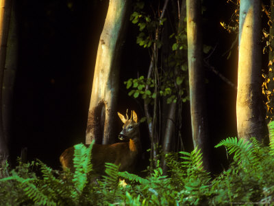 Roe Deer, Adult Standing by David Boag Pricing Limited Edition Print image