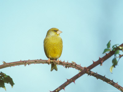 Greenfinch, Male On Bramble by David Boag Pricing Limited Edition Print image