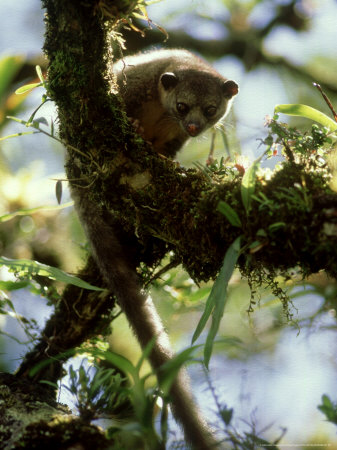 Olingo, Costa Rica by Michael Fogden Pricing Limited Edition Print image