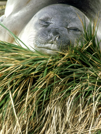 Southern Elephant Seal, Sth Georgia Isles by Patricio Robles Gil Pricing Limited Edition Print image