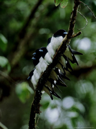 Great Wood Swallow, Group, Papua New Guinea by Patricio Robles Gil Pricing Limited Edition Print image