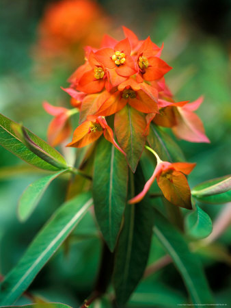 Euphorbia Griffithii (Fireglow), Close-Up Of Flower Head by Pernilla Bergdahl Pricing Limited Edition Print image