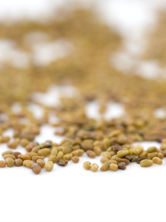 Alfalfa Seeds, Medicago Sativa by Geoff Kidd Pricing Limited Edition Print image