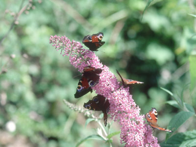 Peacock Butterflies On Buddleja, Uk, July by Oxford Scientific Pricing Limited Edition Print image