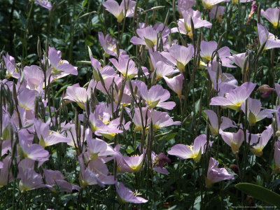 Oenothera Speciosa (White Evening Primrose) by Michele Lamontagne Pricing Limited Edition Print image