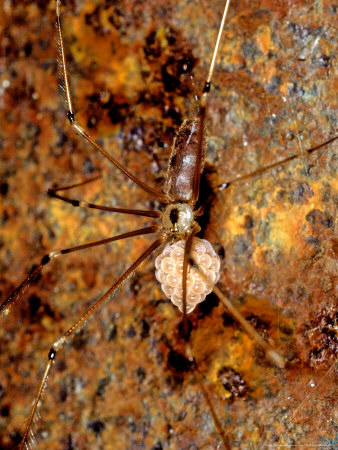 Daddy Long-Legs Spider, Adult Female Guarding Her Eggs, Italy by Emanuele Biggi Pricing Limited Edition Print image