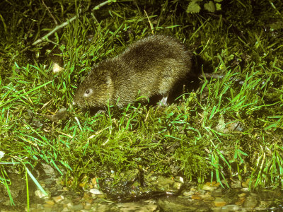 Water Vole On River Bank by David Boag Pricing Limited Edition Print image