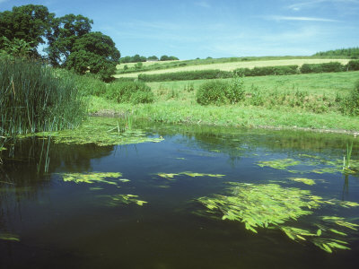 River Stour, Uk by David Boag Pricing Limited Edition Print image