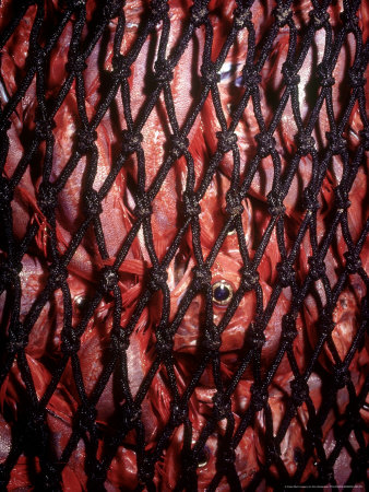 Orange Roughy On Trawler Deck In Net, New Zealand by Kim Westerskov Pricing Limited Edition Print image