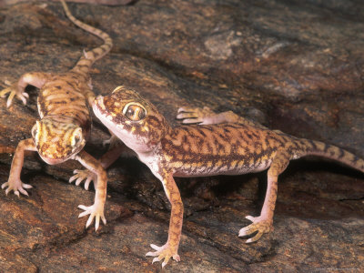 Ethiopia Leaf-Toed Gecko, Ethiopia by Marian Bacon Pricing Limited Edition Print image