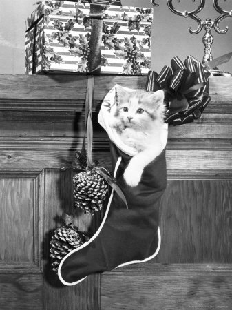 Kitten In Christmas Stocking by Ewing Galloway Pricing Limited Edition Print image