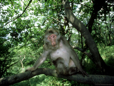 Tibetan Macaque, Sitting On Branch, China by Patricio Robles Gil Pricing Limited Edition Print image