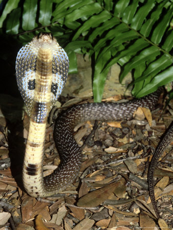 Indian Cobra, Naja Naja Naja Alert Position Venomous by Brian Kenney Pricing Limited Edition Print image