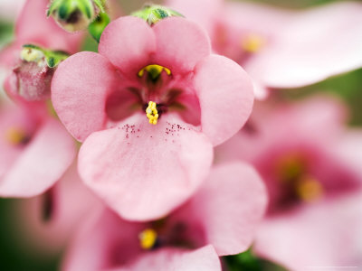 Diascia Trailing Antique Rose Diastu by Geoff Kidd Pricing Limited Edition Print image