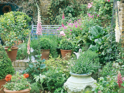 Town Garden, London Buxus & Citrus In Pots, Digitalis (Foxglove), Geranium, Lupin by Linda Burgess Pricing Limited Edition Print image