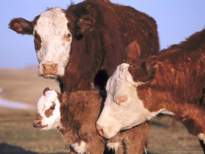 Hereford Cows And Calf Nuzzling, Montana by Alan And Sandy Carey Pricing Limited Edition Print image