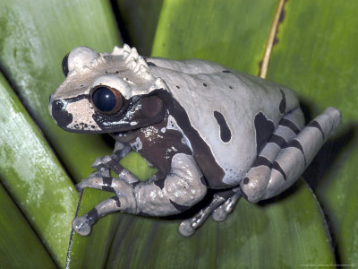 Crowned Frog, Male, Caribbean Slope Of Costa Rica by Michael Fogden Pricing Limited Edition Print image