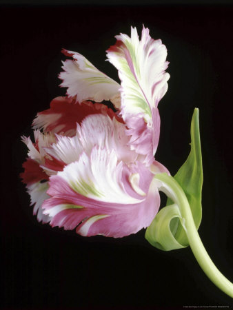 Graphic, Tulipa Fantasy On Black Background by Jan Ceravolo Pricing Limited Edition Print image