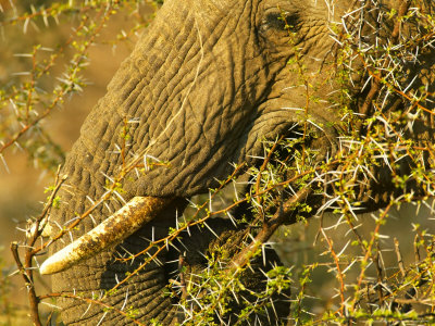 Elephant, Eating Acacia, Nothern Tuli Game Reserve Botswana by Roger De La Harpe Pricing Limited Edition Print image