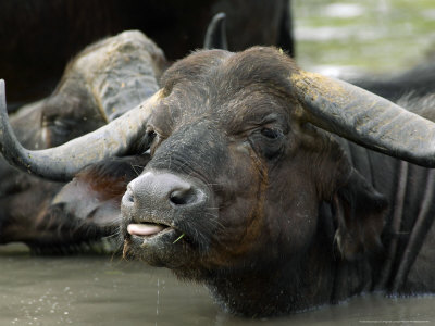 Buffalo, Wallowing, Malamala Game Reserve, South Africa by Roger De La Harpe Pricing Limited Edition Print image
