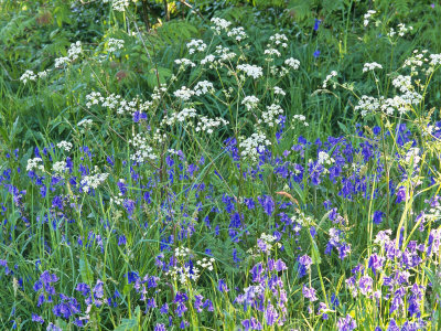 Anthriscus Sylvestris (Cow Parsley) & Hyacintoides Non-Scripta (Bluebell), Forde Abbey, Dorset by Mark Bolton Pricing Limited Edition Print image
