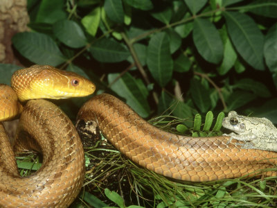 Yellow Rat Snake,& Grey Tree Frog On Coil by Brian Kenney Pricing Limited Edition Print image