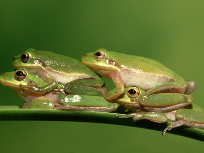 Green Tree Frog, Hyla Cinerea On Bromeliad, Four Florida by Brian Kenney Pricing Limited Edition Print image