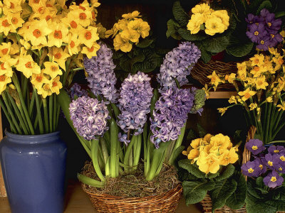 Mixed Houseplant Display Spring Theme, Hyacinthus Narcissus, Primula, Baskets,Vase by Lynne Brotchie Pricing Limited Edition Print image