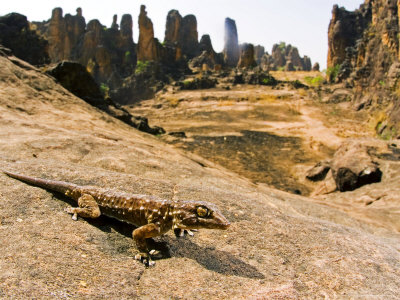 Gecko At The Pic De Sindou, Burkina Faso by Emanuele Biggi Pricing Limited Edition Print image