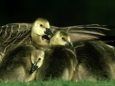 Canada Geese, Branta Canadensis Goslings, Montana by Alan And Sandy Carey Pricing Limited Edition Print image