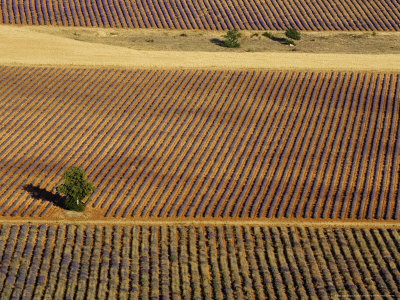 Aerial View Of Fields Of Lavender (Lavendula Species), France by Alain Christof Pricing Limited Edition Print image