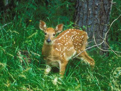 White-Tailed Deer, Fawn, Usa by David Boag Pricing Limited Edition Print image