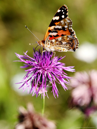 Painted Lady Butterfly, Feeding On Greater Knapweed, West Berkshire, Uk by Philip Tull Pricing Limited Edition Print image