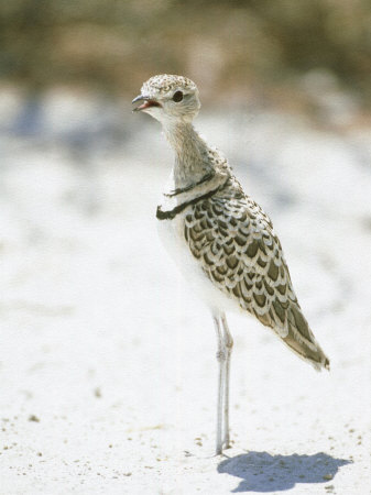 Double-Banded Courser, Standing, Namibia by Patricio Robles Gil Pricing Limited Edition Print image