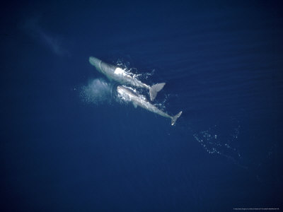 Sperm Whale, Aerial, Mexico by Patricio Robles Gil Pricing Limited Edition Print image