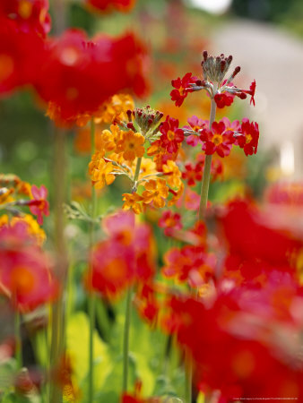 Primula Japonica, Flowers And Foliage, Perennial by Pernilla Bergdahl Pricing Limited Edition Print image