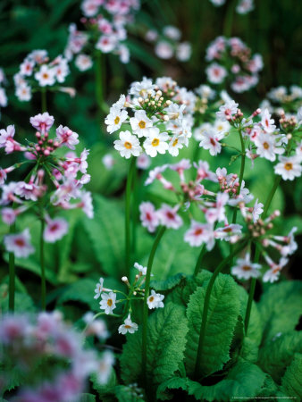 Primula Species, Close-Up Of Flowers, Perennial by Pernilla Bergdahl Pricing Limited Edition Print image